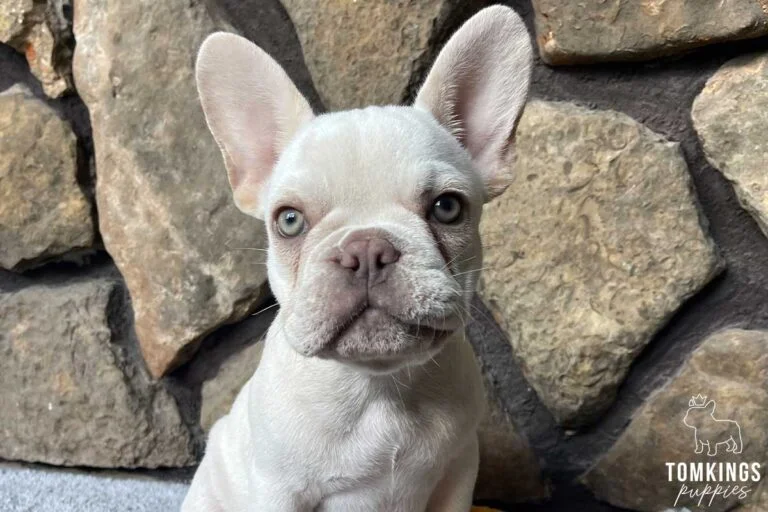 Hunter, available French Bulldog puppy at TomKings Puppies