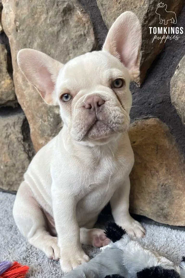 Hunter, available French Bulldog puppy at TomKings Puppies