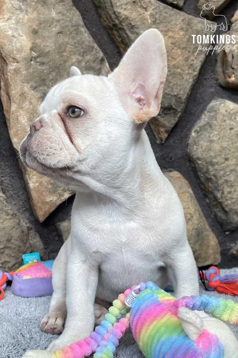 Hunter, available French Bulldog puppy at TomKings Puppies