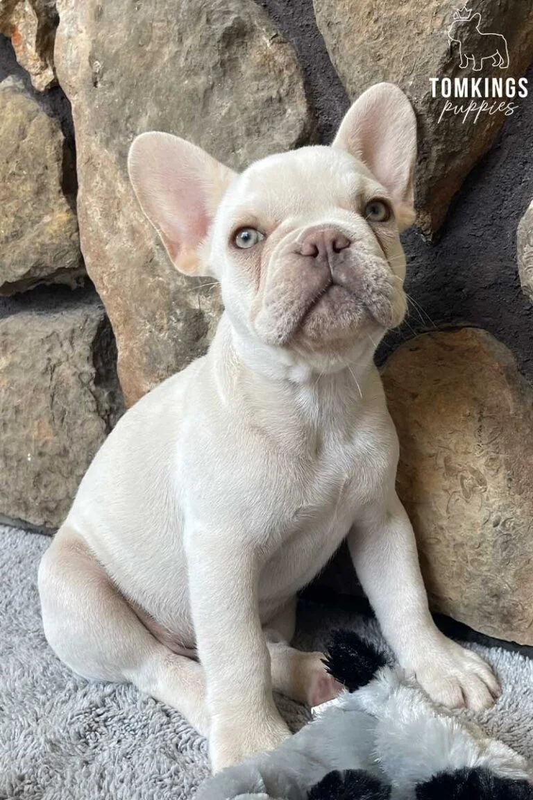 Hunter, available French Bulldog puppy at TomKings Puppies