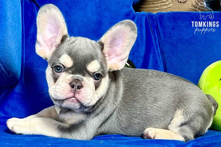 Jasper, available French Bulldog puppy at TomKings Puppies