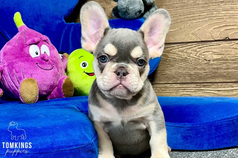 Jasper, available French Bulldog puppy at TomKings Puppies