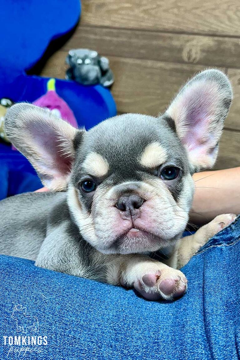 Jasper, available French Bulldog puppy at TomKings Puppies