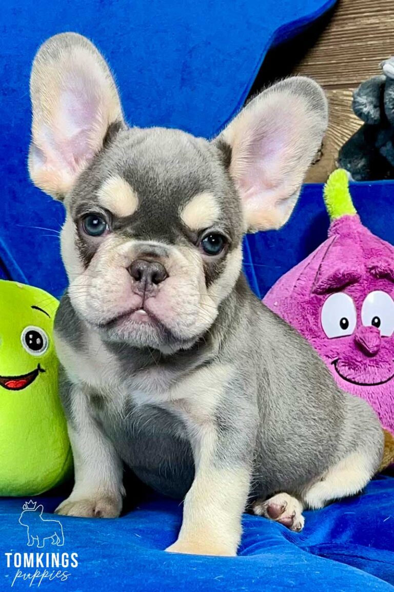 Jasper, available French Bulldog puppy at TomKings Puppies