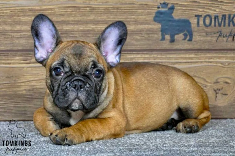 Lena, available French Bulldog puppy at TomKings Puppies