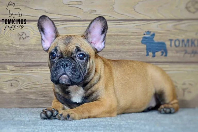 Lena, available French Bulldog puppy at TomKings Puppies