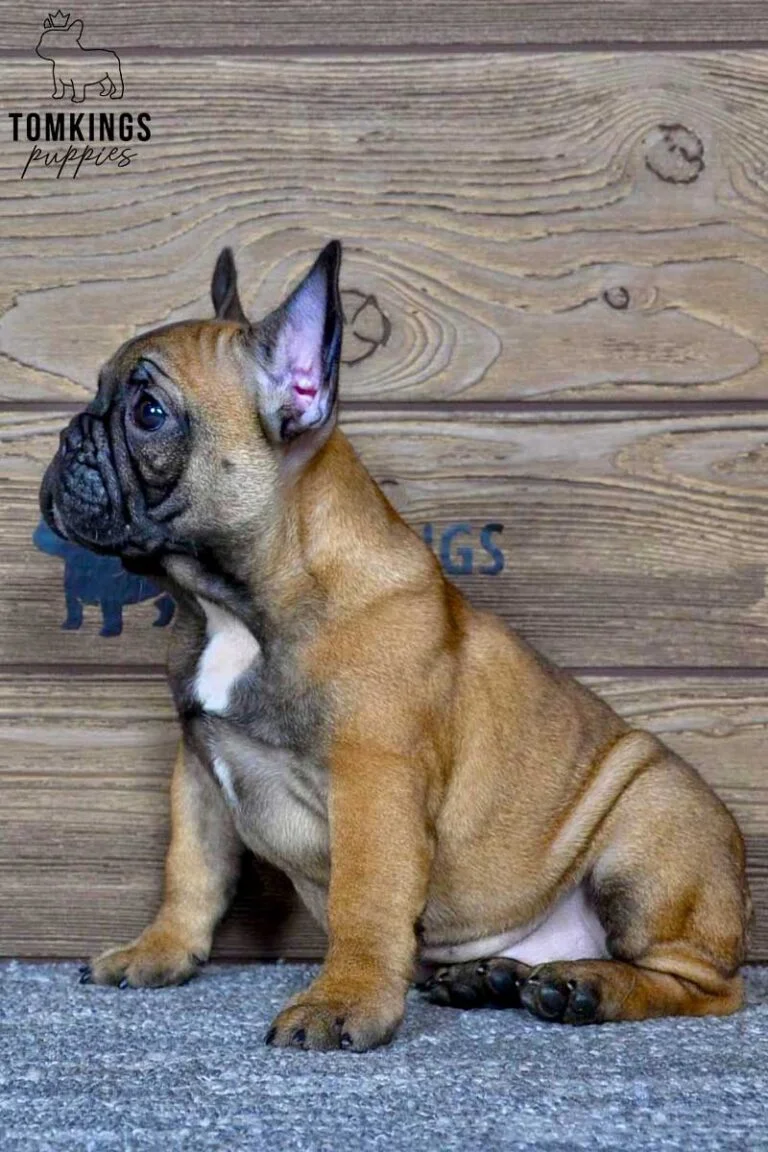 Lena, available French Bulldog puppy at TomKings Puppies