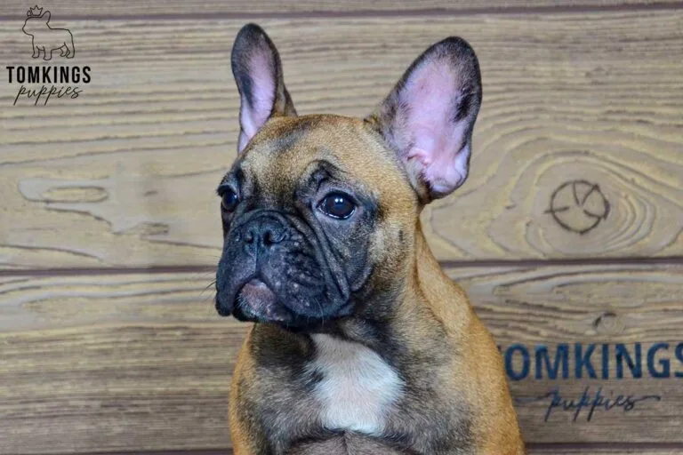 Lena, available French Bulldog puppy at TomKings Puppies