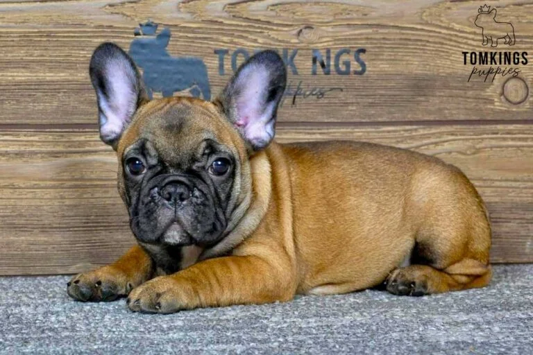 Lena, available French Bulldog puppy at TomKings Puppies