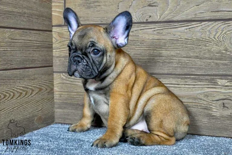 Lena, available French Bulldog puppy at TomKings Puppies