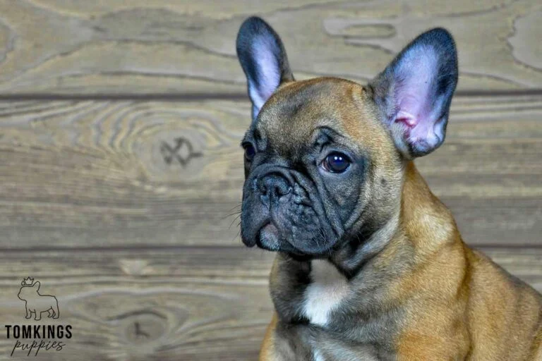 Lena, available French Bulldog puppy at TomKings Puppies