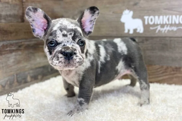 Lucas, available French Bulldog puppy at TomKings Puppies