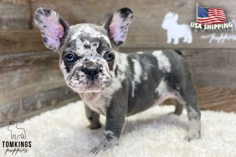 Lucas, available French Bulldog puppy at TomKings Puppies