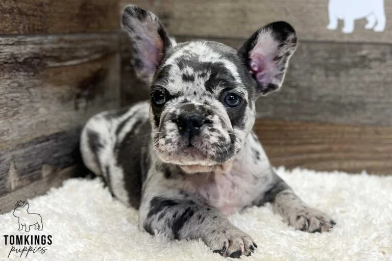 Lucas, available French Bulldog puppy at TomKings Puppies