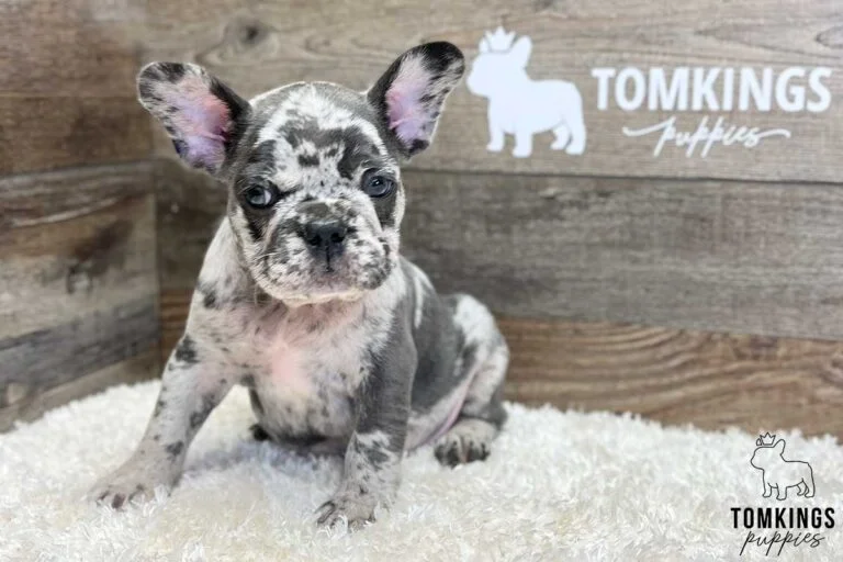 Lucas, available French Bulldog puppy at TomKings Puppies