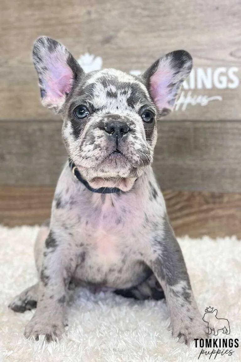 Lucas, available French Bulldog puppy at TomKings Puppies