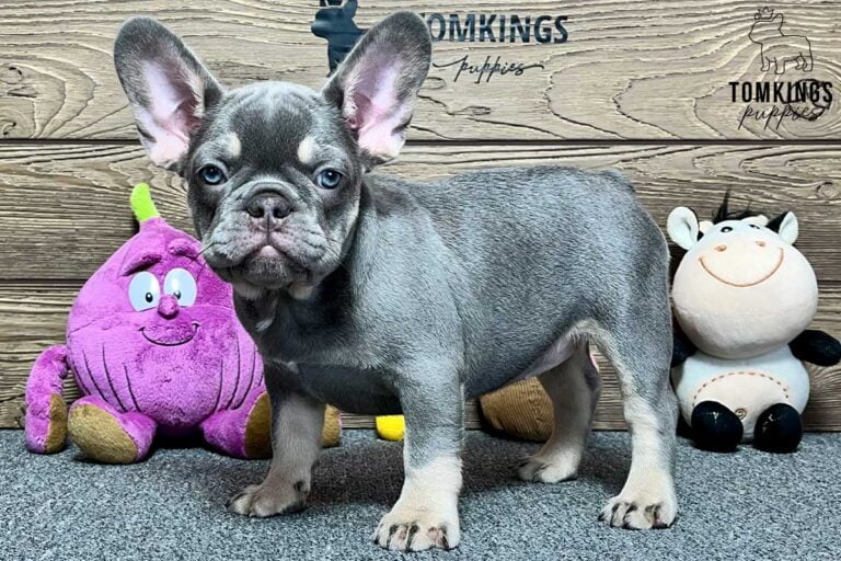 Lyla, available French Bulldog puppy at TomKings Puppies