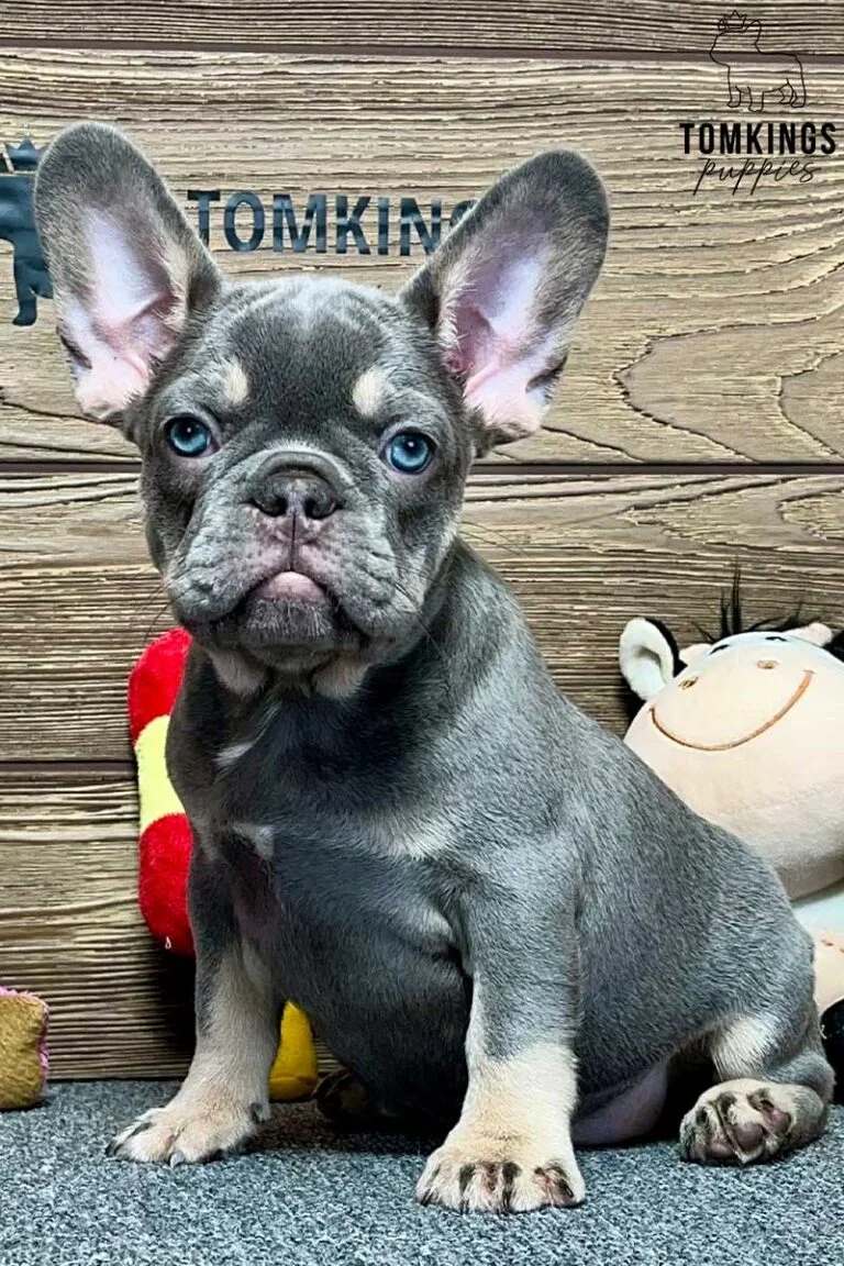 Lyla, available French Bulldog puppy at TomKings Puppies