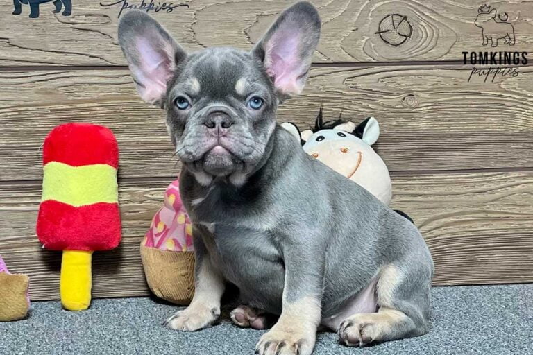 Lyla, available French Bulldog puppy at TomKings Puppies