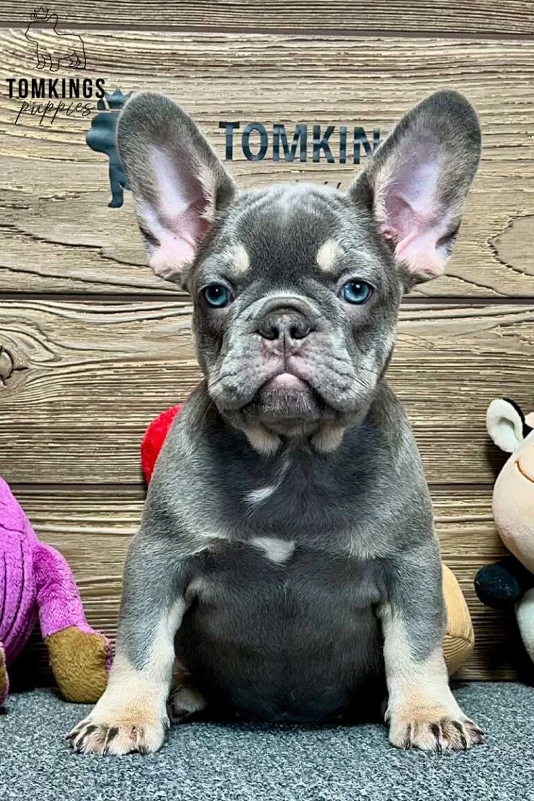 Lyla, available French Bulldog puppy at TomKings Puppies