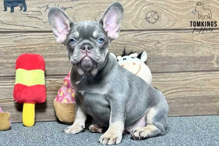 Lyla, available French Bulldog puppy at TomKings Puppies