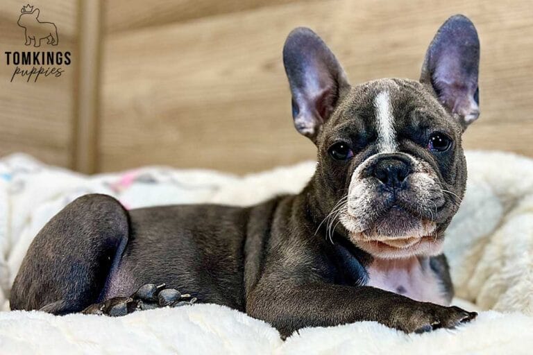 Marcellus, available French Bulldog puppy at TomKings Puppies