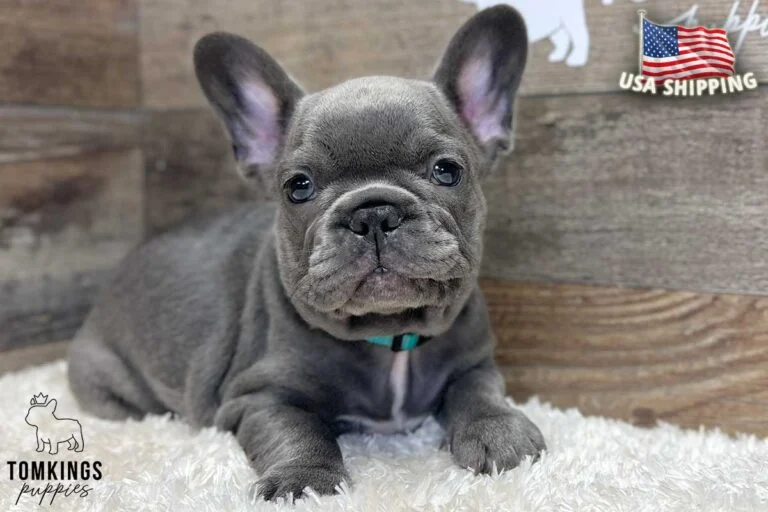 Millie, available French Bulldog puppy at TomKings Puppies