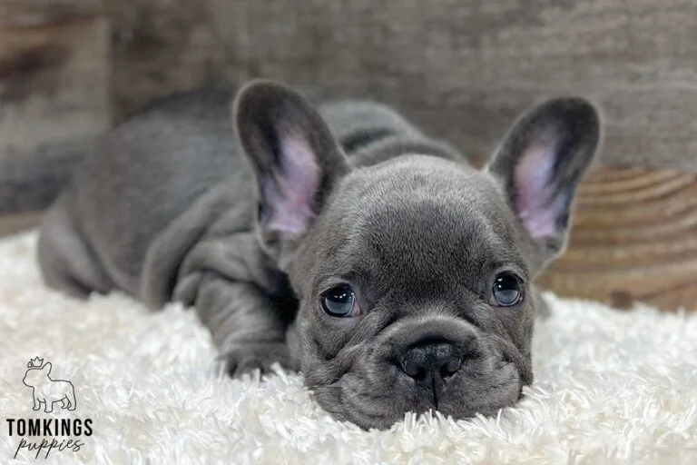 Millie, available French Bulldog puppy at TomKings Puppies