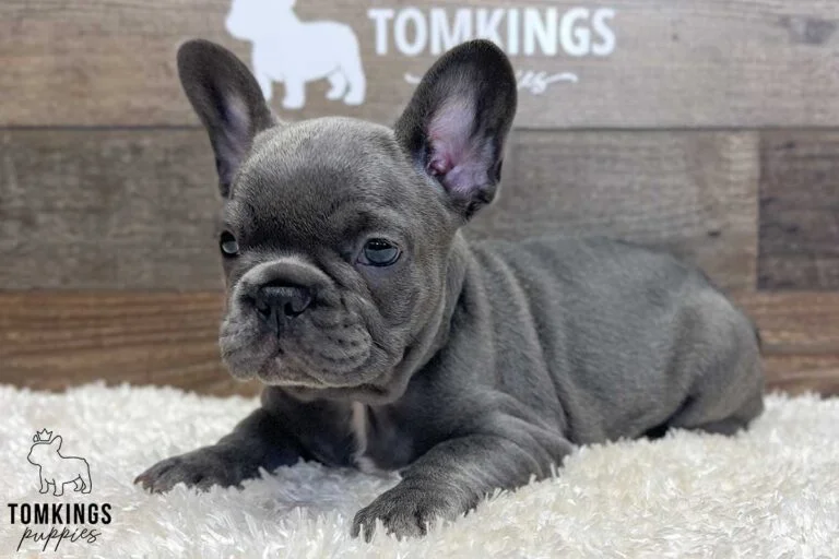 Millie, available French Bulldog puppy at TomKings Puppies