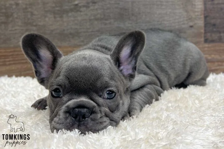 Millie, available French Bulldog puppy at TomKings Puppies