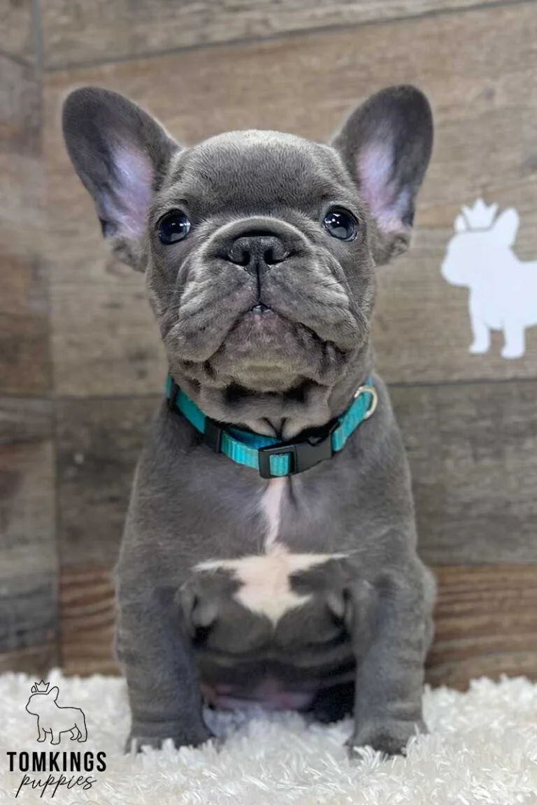 Millie, available French Bulldog puppy at TomKings Puppies