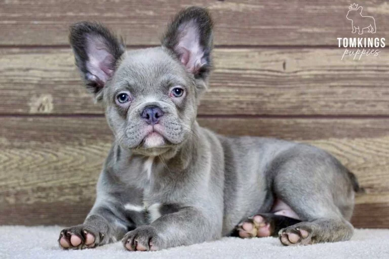 Minetta, available Fluffy French Bulldog puppy at TomKings Puppies