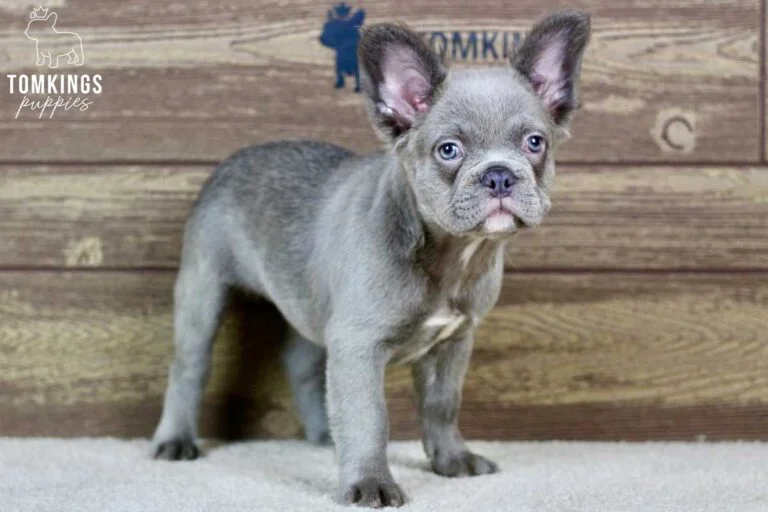 Minetta, available Fluffy French Bulldog puppy at TomKings Puppies