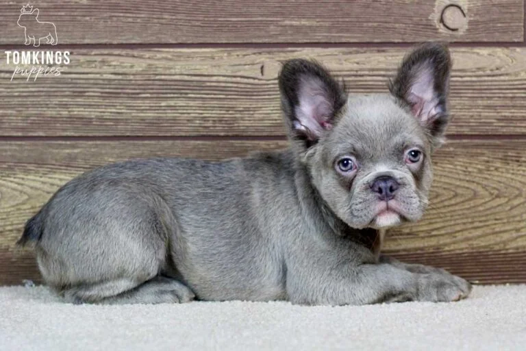 Minetta, available Fluffy French Bulldog puppy at TomKings Puppies