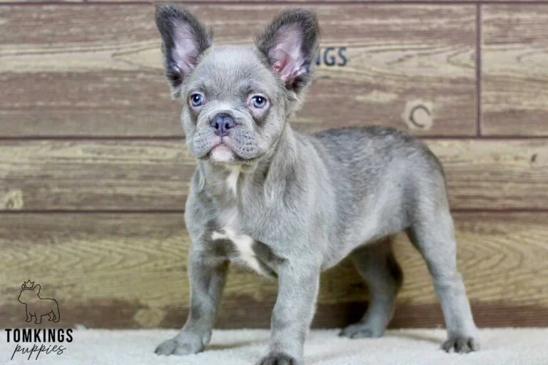 Minetta, available Fluffy French Bulldog puppy at TomKings Puppies