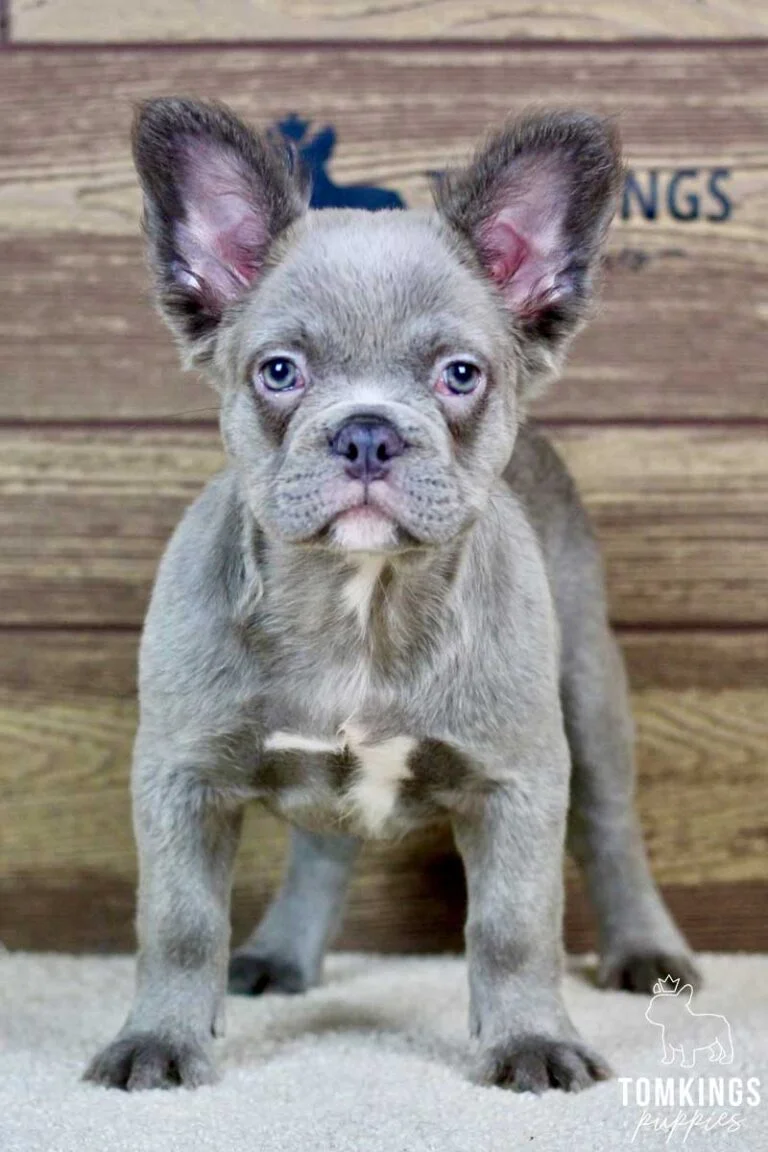 Minetta, available Fluffy French Bulldog puppy at TomKings Puppies