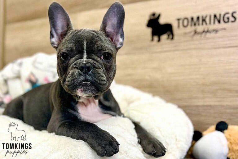 Missy, available French Bulldog puppy at TomKings Puppies