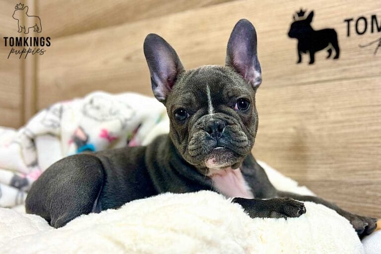 Missy, available French Bulldog puppy at TomKings Puppies