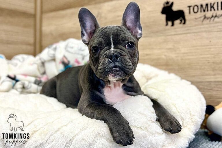 Missy, available French Bulldog puppy at TomKings Puppies