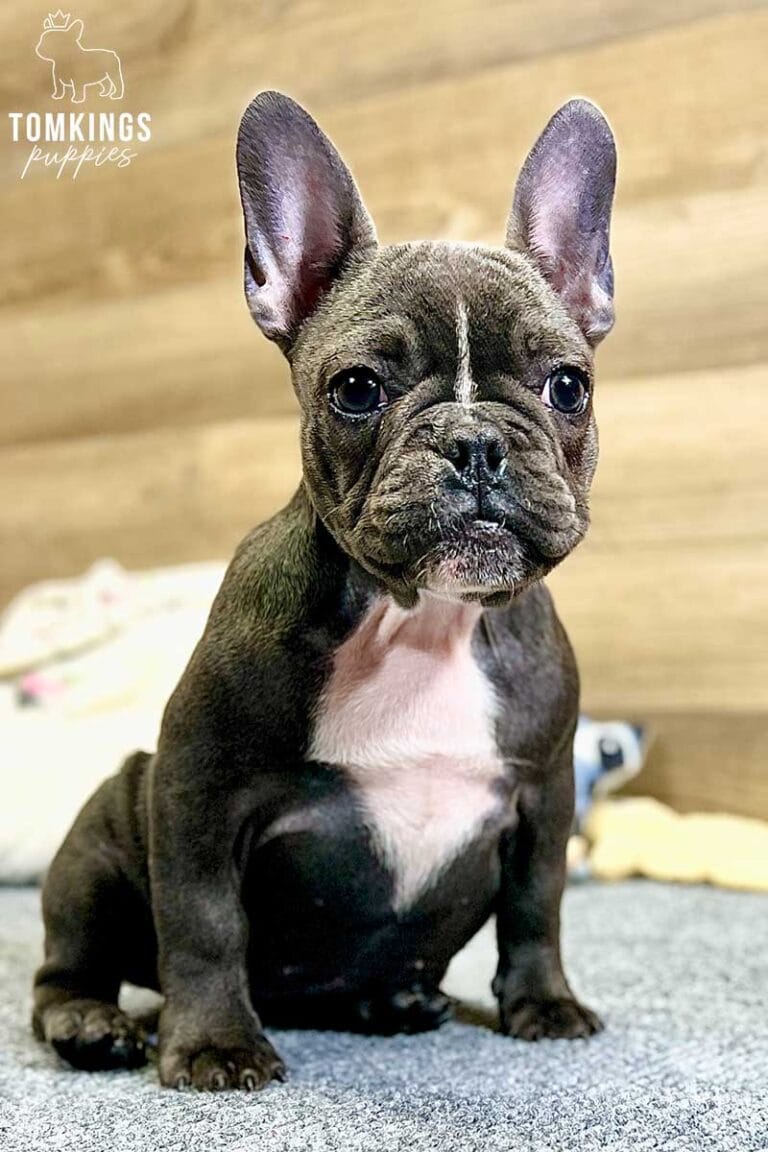 Missy, available French Bulldog puppy at TomKings Puppies