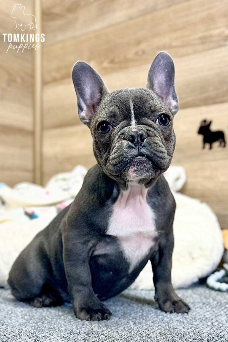 Missy, available French Bulldog puppy at TomKings Puppies