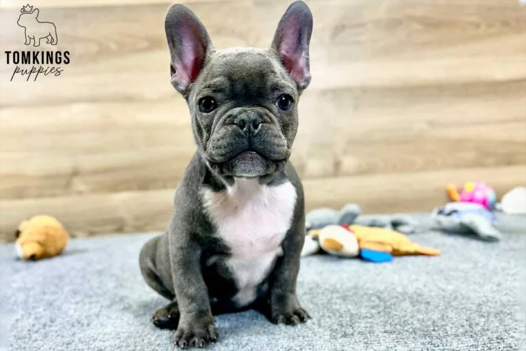 Rodni, available French Bulldog puppy at TomKings Puppies