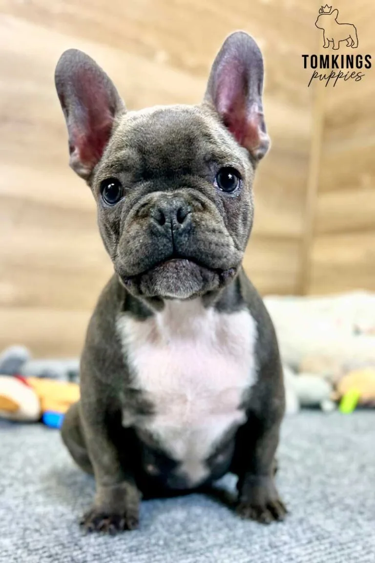 Rodni, available French Bulldog puppy at TomKings Puppies