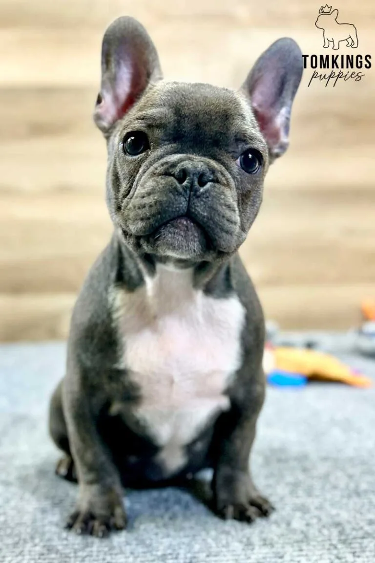 Rodni, available French Bulldog puppy at TomKings Puppies