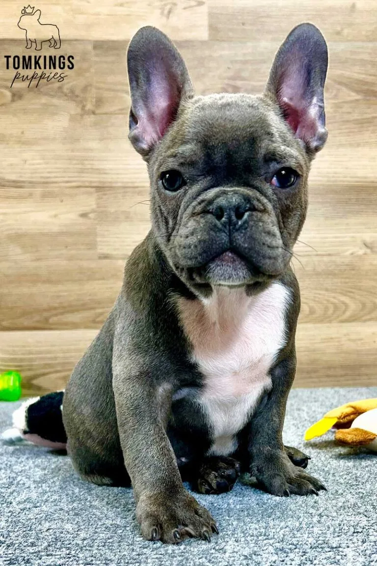 Rodni, available French Bulldog puppy at TomKings Puppies