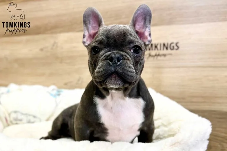 Rodni, available French Bulldog puppy at TomKings Puppies