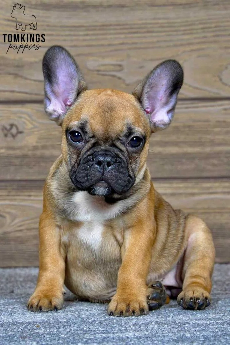 Sandy, available French Bulldog puppy at TomKings Puppies