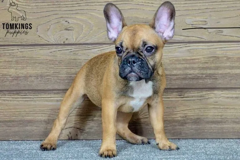 Sandy, available French Bulldog puppy at TomKings Puppies