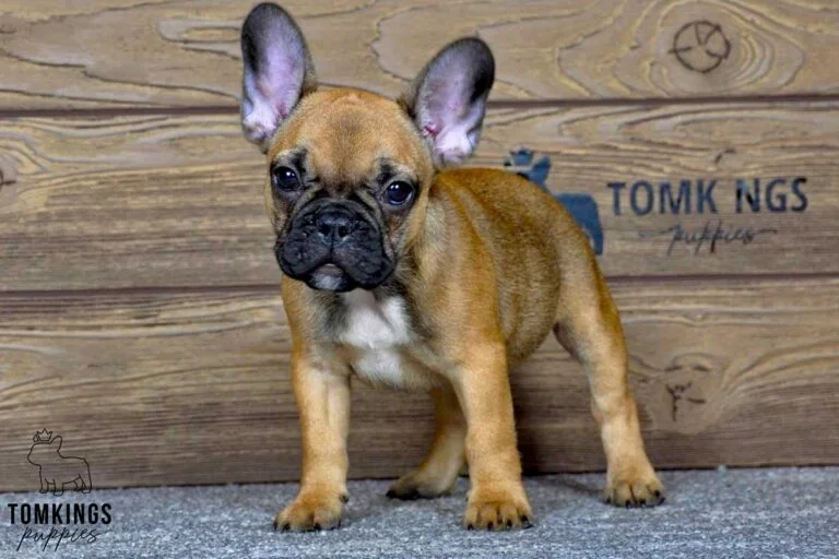 Sandy, available French Bulldog puppy at TomKings Puppies