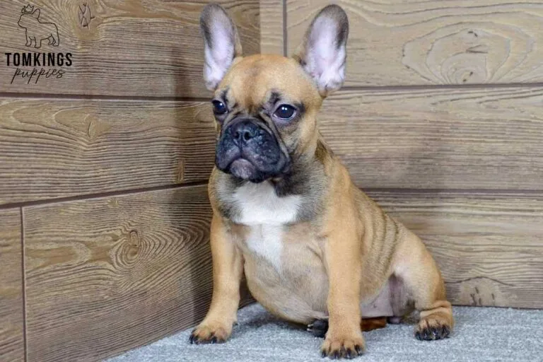 Sandy, available French Bulldog puppy at TomKings Puppies